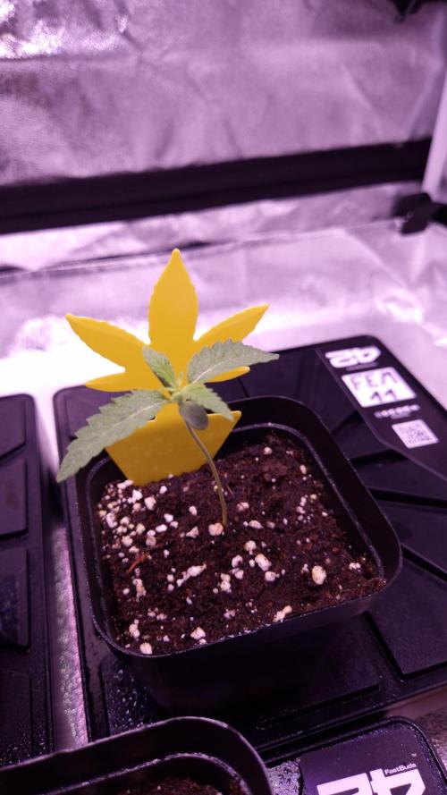 Fem 11 - Photoperiodic TestSeed FastBuds. Week 2