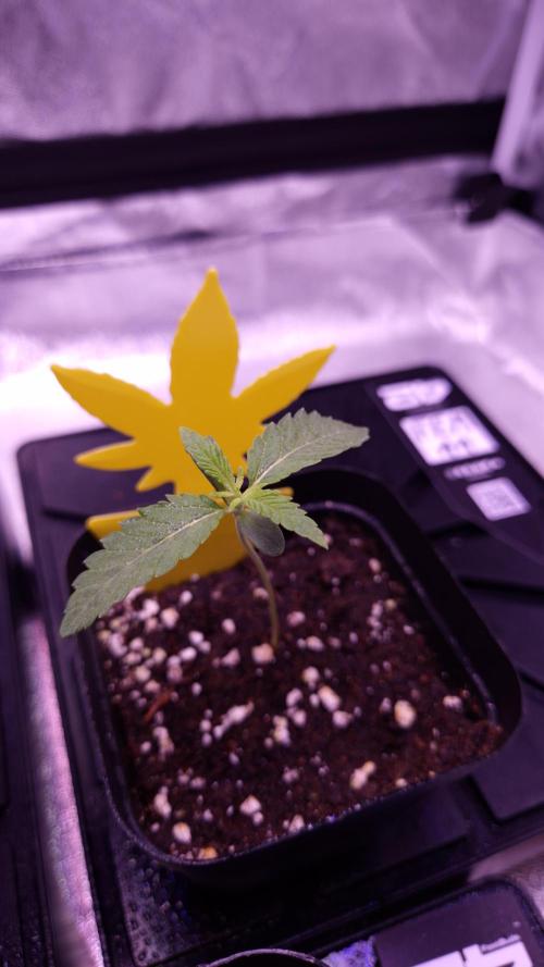 Fem 11 - Photoperiodic TestSeed FastBuds. Week 2