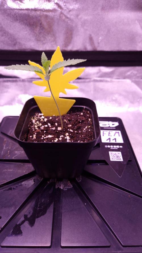 Fem 11 - Photoperiodic TestSeed FastBuds. Week 2