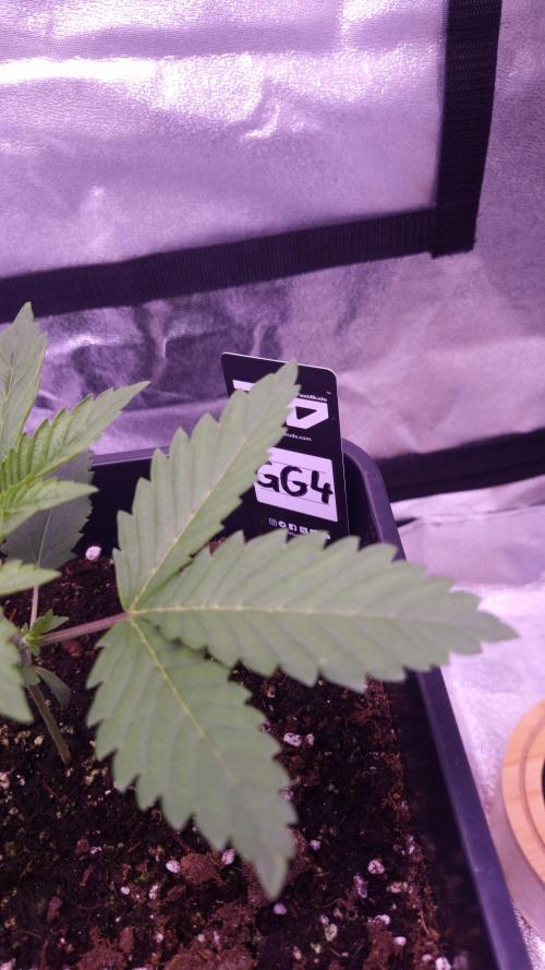 GG4 - FastBuds. Week 3