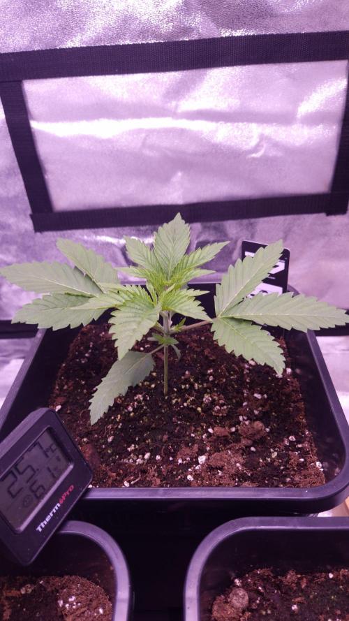 GG4 - FastBuds. Week 3