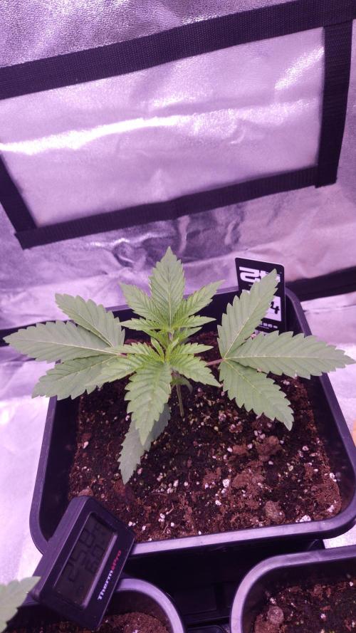 GG4 - FastBuds. Week 3