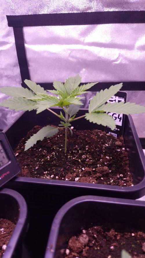 GG4 - FastBuds. Week 3