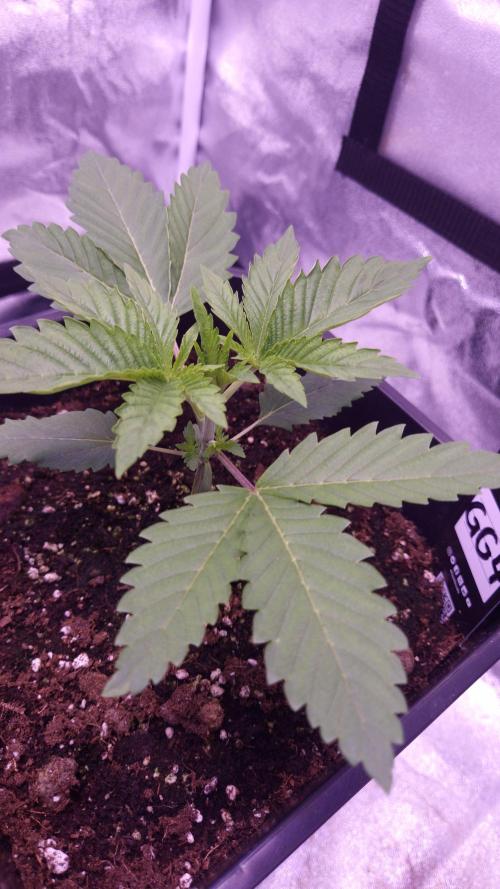 GG4 - FastBuds. Week 3