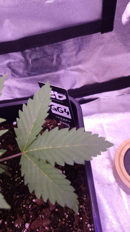 GG4 - FastBuds. Week 3