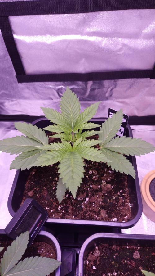 GG4 - FastBuds. Week 3