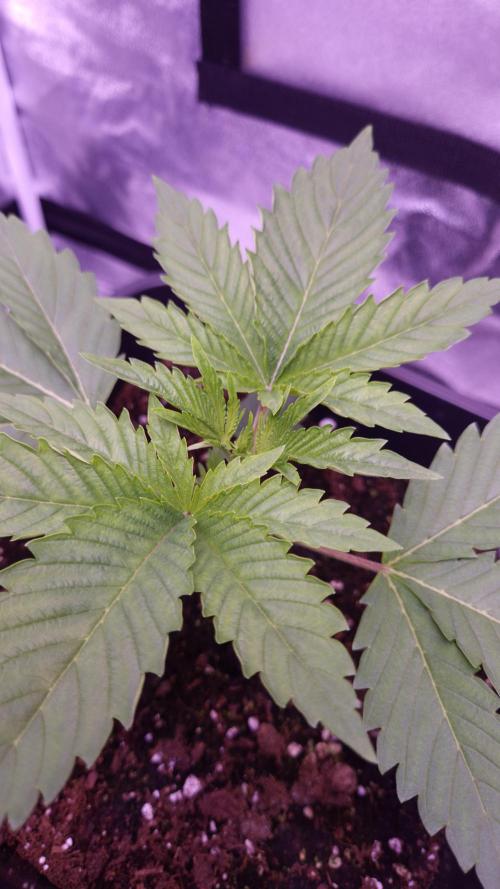 GG4 - FastBuds. Week 3