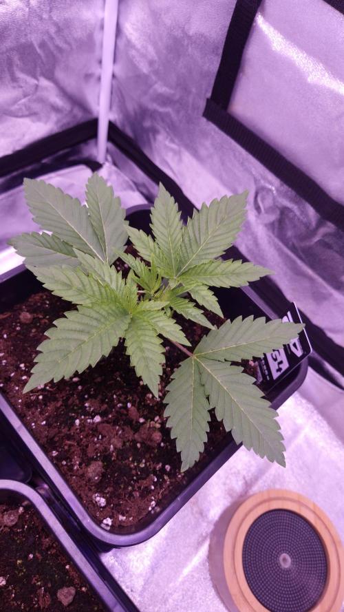 GG4 - FastBuds. Week 3