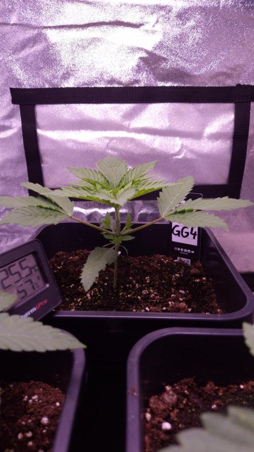 GG4 - FastBuds. Week 3