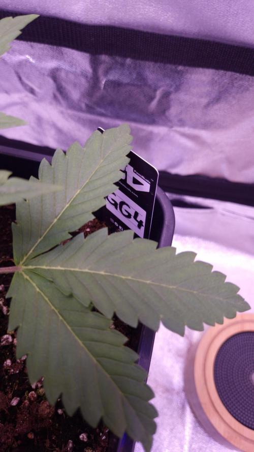 GG4 - FastBuds. Week 3