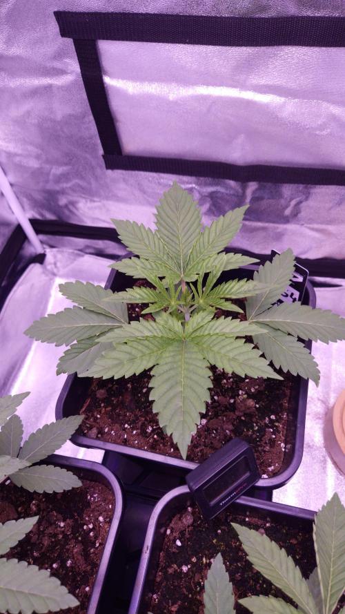 GG4 - FastBuds. Week 3