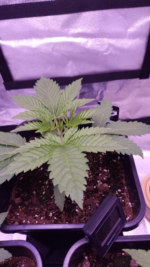 GG4 - FastBuds. Week 3