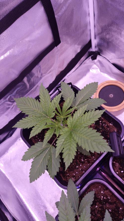 GG4 - FastBuds. Week 3