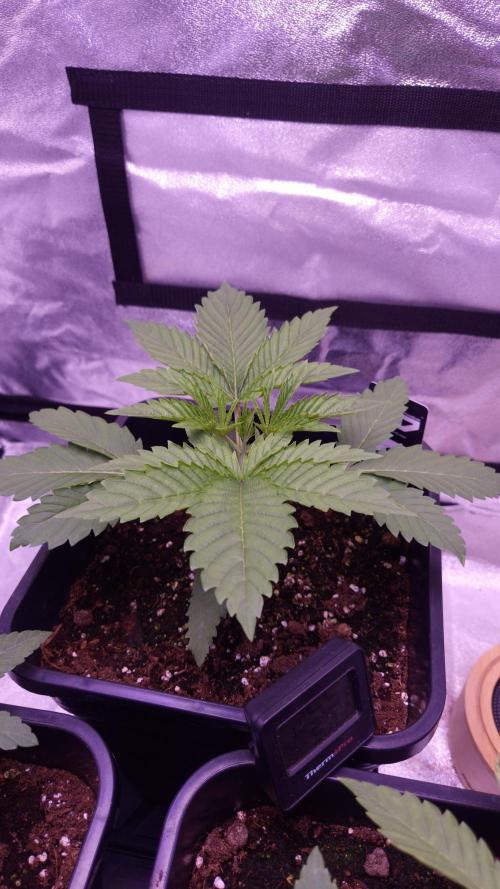 GG4 - FastBuds. Week 3