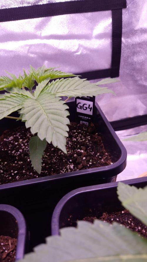 GG4 - FastBuds. Week 3