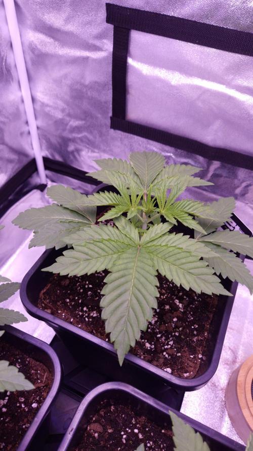 GG4 - FastBuds. Week 3