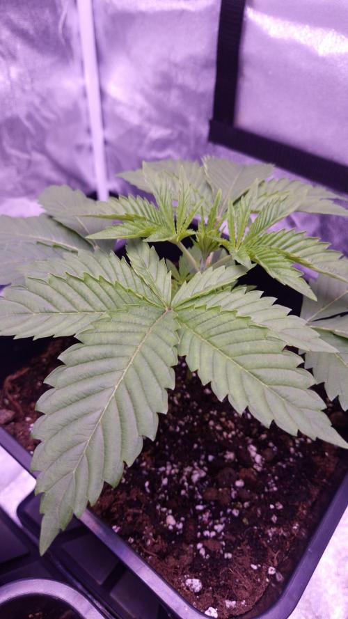 GG4 - FastBuds. Week 3