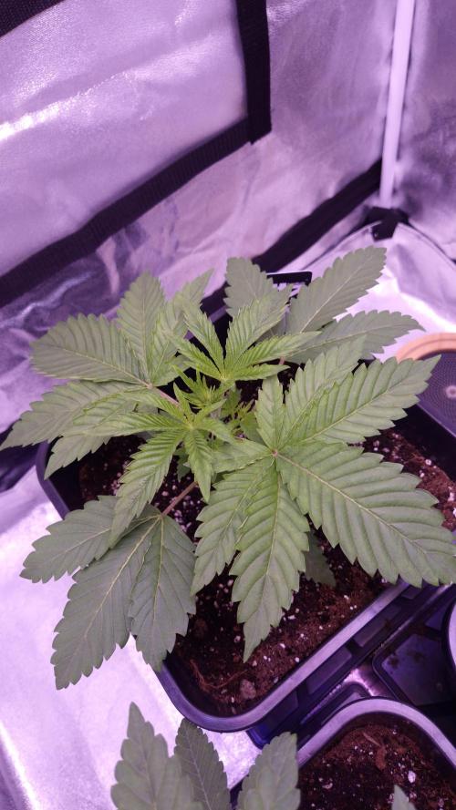 GG4 - FastBuds. Week 3