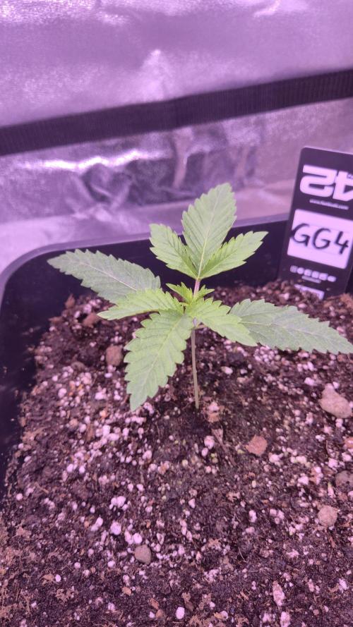 GG4 - FastBuds. Week 3