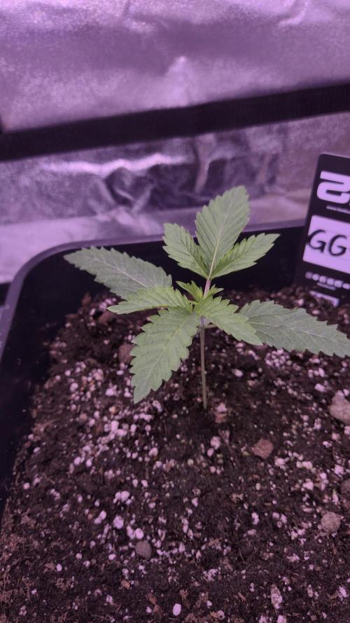 GG4 - FastBuds. Week 3