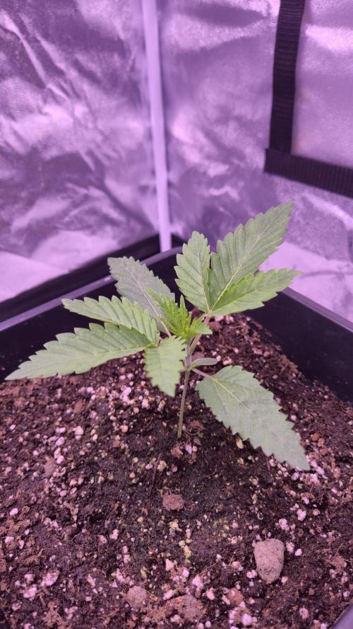 GG4 - FastBuds. Week 3