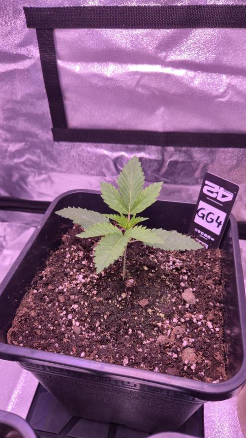 GG4 - FastBuds. Week 3