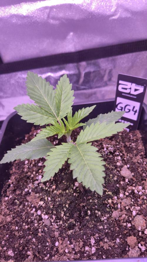 GG4 - FastBuds. Week 3