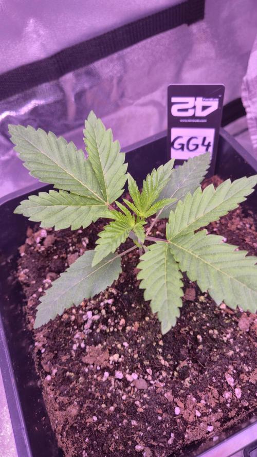 GG4 - FastBuds. Week 3