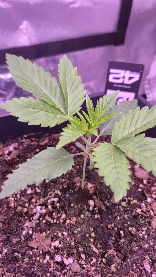 GG4 - FastBuds. Week 3