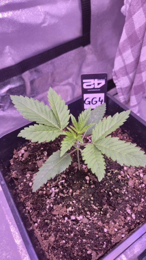 GG4 - FastBuds. Week 3