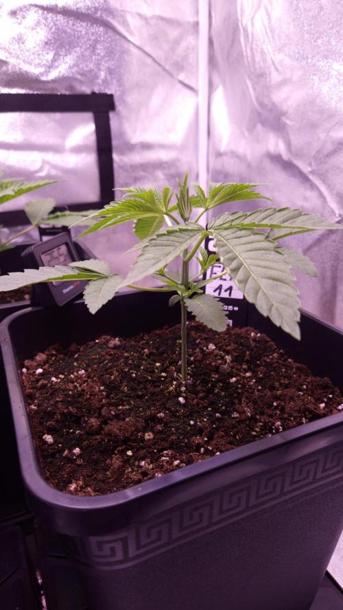 Fem 11 - Photoperiodic TestSeed FastBuds. Week 3