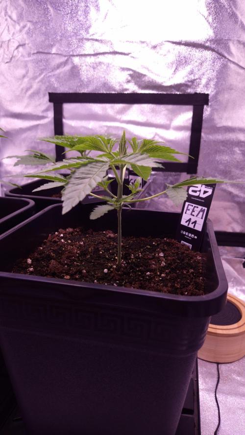 Fem 11 - Photoperiodic TestSeed FastBuds. Week 3