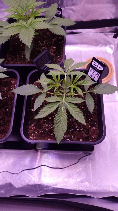 Fem 11 - Photoperiodic TestSeed FastBuds. Week 3