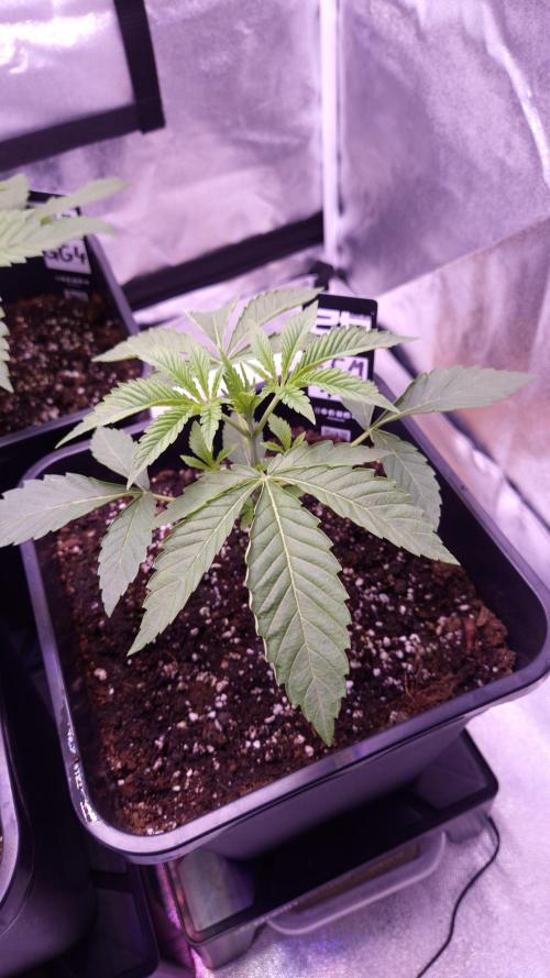 Fem 11 - Photoperiodic TestSeed FastBuds. Week 3