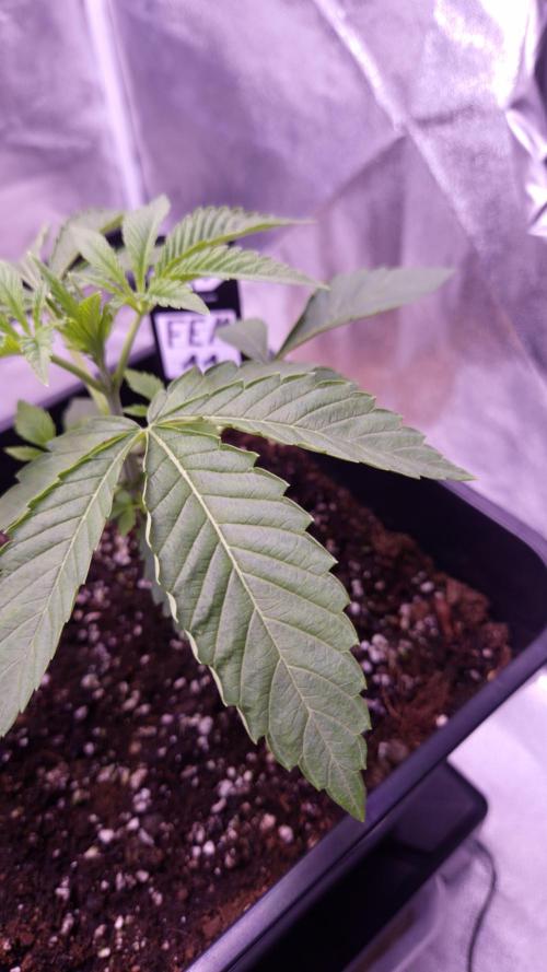 Fem 11 - Photoperiodic TestSeed FastBuds. Week 3