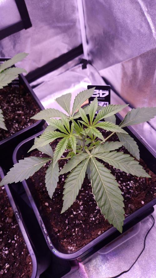 Fem 11 - Photoperiodic TestSeed FastBuds. Week 3
