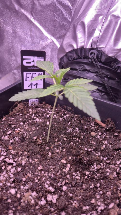 Fem 11 - Photoperiodic TestSeed FastBuds. Week 3