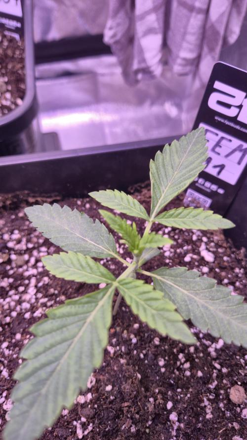Fem 11 - Photoperiodic TestSeed FastBuds. Week 3