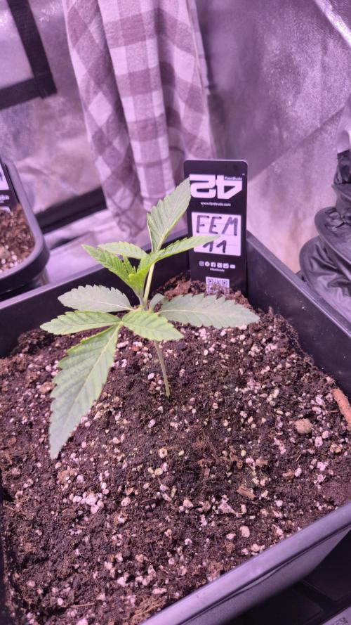 Fem 11 - Photoperiodic TestSeed FastBuds. Week 3