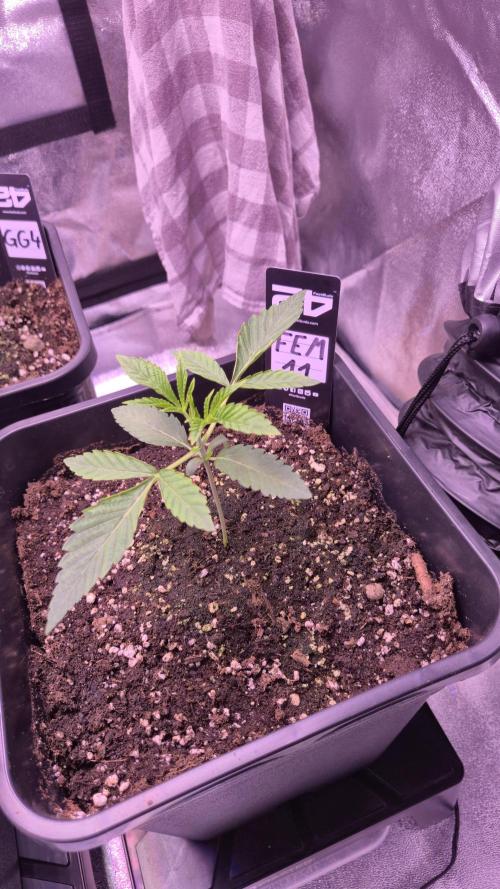Fem 11 - Photoperiodic TestSeed FastBuds. Week 3