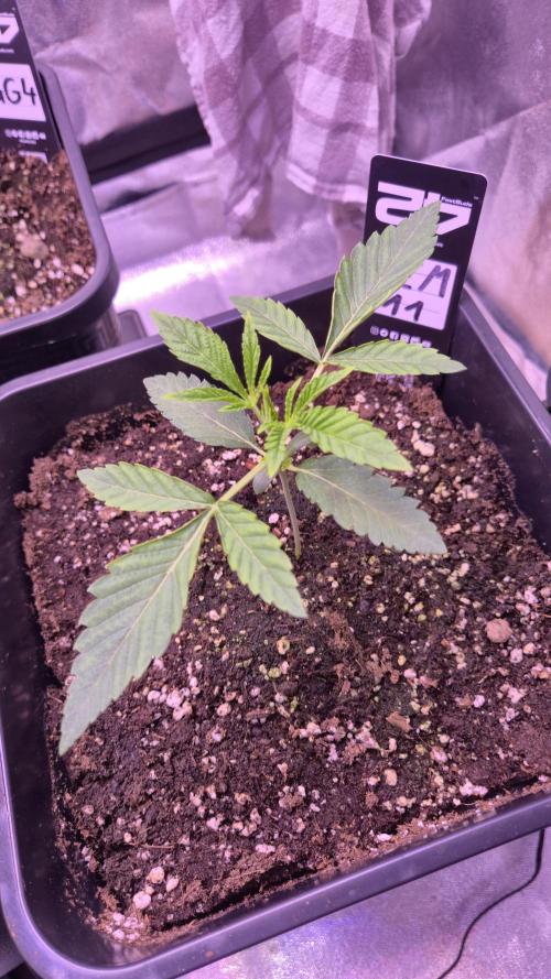 Fem 11 - Photoperiodic TestSeed FastBuds. Week 3