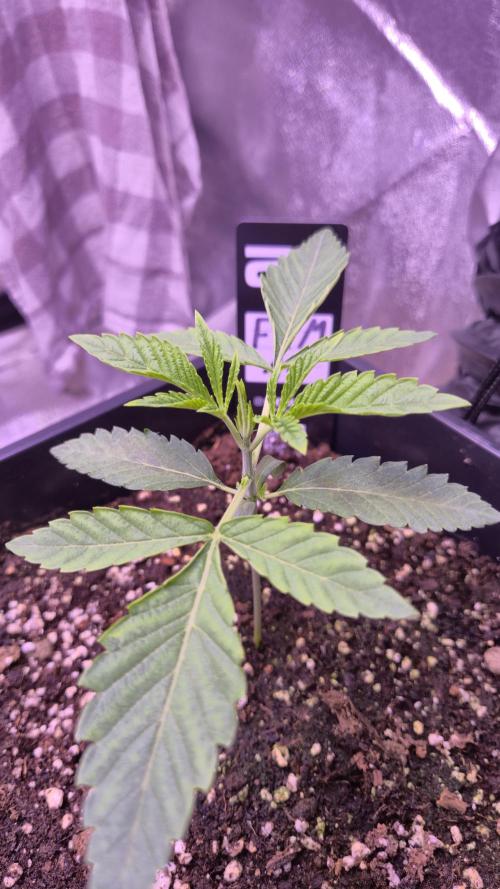 Fem 11 - Photoperiodic TestSeed FastBuds. Week 3