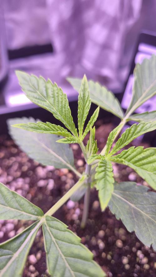 Fem 11 - Photoperiodic TestSeed FastBuds. Week 3