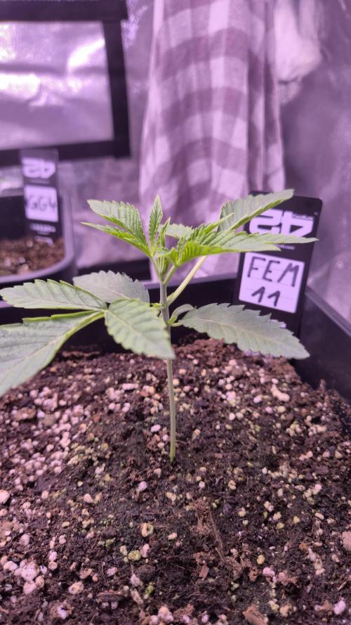 Fem 11 - Photoperiodic TestSeed FastBuds. Week 3