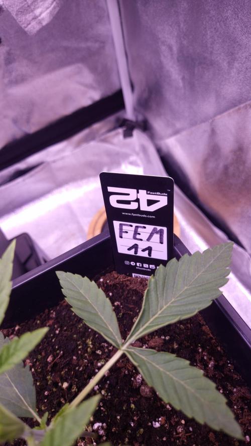 Fem 11 - Photoperiodic TestSeed FastBuds. Week 3