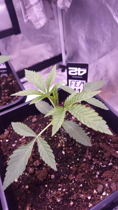 Fem 11 - Photoperiodic TestSeed FastBuds. Week 3