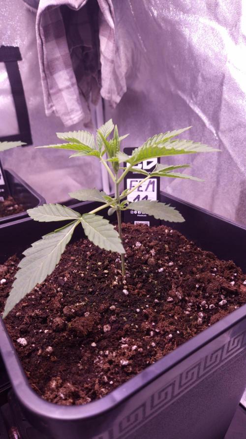 Fem 11 - Photoperiodic TestSeed FastBuds. Week 3