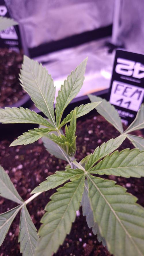 Fem 11 - Photoperiodic TestSeed FastBuds. Week 3