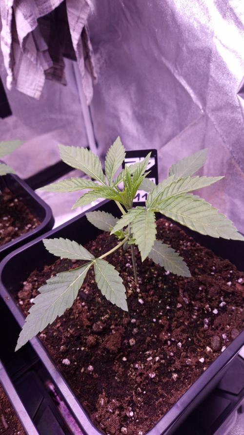 Fem 11 - Photoperiodic TestSeed FastBuds. Week 3