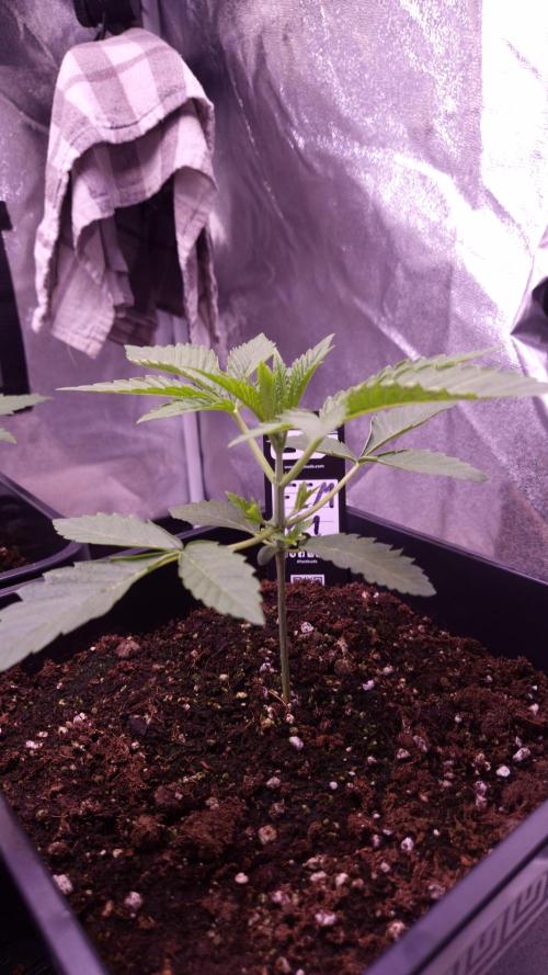 Fem 11 - Photoperiodic TestSeed FastBuds. Week 3